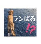 愛が溢れるイエローラブラドール兄弟（個別スタンプ：39）