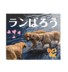 愛が溢れるイエローラブラドール兄弟（個別スタンプ：40）