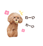 うちのかわいい連中（個別スタンプ：30）