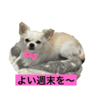 ころんスタンプパート3（個別スタンプ：15）