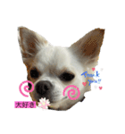 ころんスタンプパート3（個別スタンプ：16）