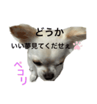 ころんスタンプパート3（個別スタンプ：18）