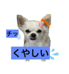 ころんスタンプパート3（個別スタンプ：20）