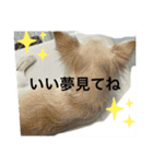 ころんスタンプパート3（個別スタンプ：23）