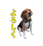 TRUENO86（個別スタンプ：6）
