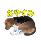 TRUENO86（個別スタンプ：12）