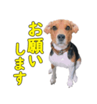 TRUENO86（個別スタンプ：13）