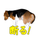 TRUENO86（個別スタンプ：14）