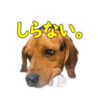 TRUENO86（個別スタンプ：17）