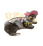 ちゃちゃライフ（個別スタンプ：3）