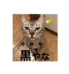 ちゃちゃライフ（個別スタンプ：4）