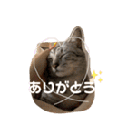 ちゃちゃライフ（個別スタンプ：8）