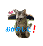 ちゃちゃライフ（個別スタンプ：10）