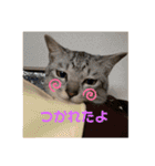 ちゃちゃライフ（個別スタンプ：11）
