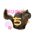 ちゃちゃライフ（個別スタンプ：13）