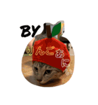 ちゃちゃライフ（個別スタンプ：14）
