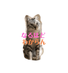 ちゃちゃライフ（個別スタンプ：15）