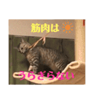 ちゃちゃライフ（個別スタンプ：16）