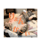 ちゃちゃライフ（個別スタンプ：20）