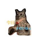 ちゃちゃライフ（個別スタンプ：25）