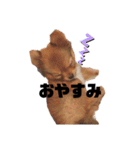 ちゃちゃんぷぅ（個別スタンプ：5）