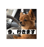 ちゃちゃんぷぅ（個別スタンプ：16）