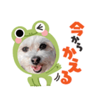 コロニキの顔はめ（個別スタンプ：7）