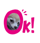 ポメチワです（個別スタンプ：8）