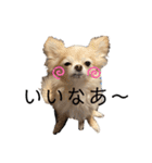ポメチワです（個別スタンプ：13）