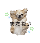 ポメチワです（個別スタンプ：16）