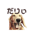 ぽむがいっぱい！（個別スタンプ：5）