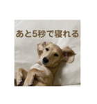 ぽむがいっぱい！（個別スタンプ：6）