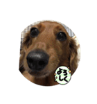 ダックスと毎日（個別スタンプ：6）