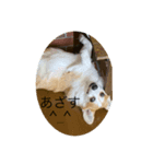 北海道コーギーのりんちゃんII（個別スタンプ：2）