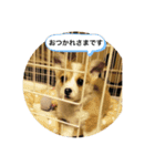 北海道コーギーのりんちゃんII（個別スタンプ：3）