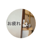 北海道コーギーのりんちゃんII（個別スタンプ：4）