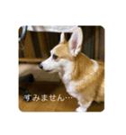 北海道コーギーのりんちゃんII（個別スタンプ：5）