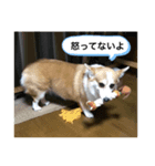 北海道コーギーのりんちゃんII（個別スタンプ：6）