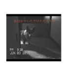北海道コーギーのりんちゃんII（個別スタンプ：8）