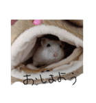 ぷくぷくちゃん2❤️（個別スタンプ：1）