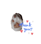 キャラメルにゃんこのQたろう 日常使い（個別スタンプ：3）