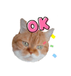 キャラメルにゃんこのQたろう 日常使い（個別スタンプ：5）