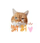 キャラメルにゃんこのQたろう 日常使い（個別スタンプ：6）