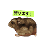 ジャンガリアンハムスターのはなちゃん②（個別スタンプ：8）