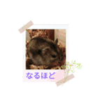 ジャンガリアンハムスターのはなちゃん②（個別スタンプ：13）