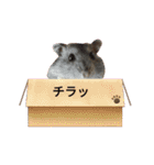 ジャンガリアンハムスターのはなちゃん②（個別スタンプ：19）