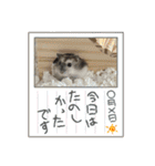ジャンガリアンハムスターのはなちゃん②（個別スタンプ：20）