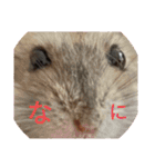 ジャンガリアンハムスターのはなちゃん②（個別スタンプ：27）