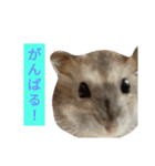 ジャンガリアンハムスターのはなちゃん②（個別スタンプ：30）