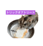 ジャンガリアンハムスターのはなちゃん②（個別スタンプ：38）